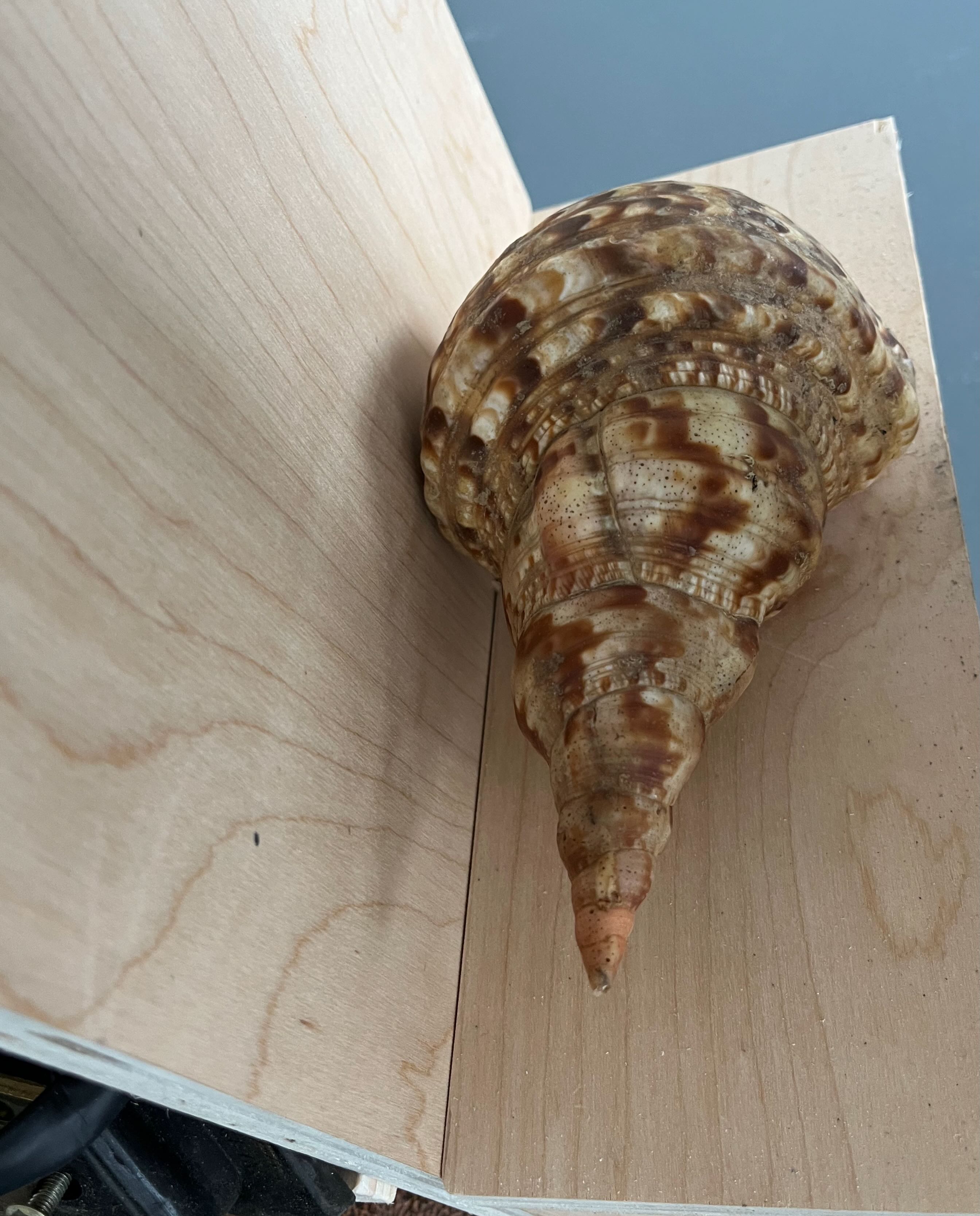 Image of a triton shell